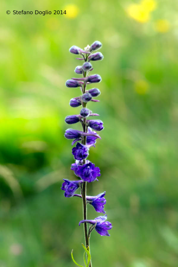 Delphinium fissum / Speronella lacerata
